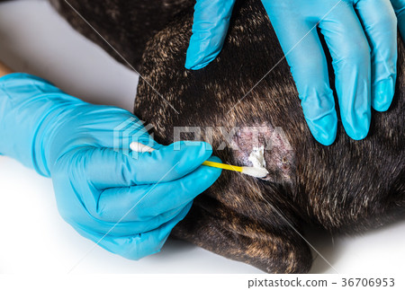 veterinarian treats skin disease of a dog veterinarian treats skin disease of a dog 36706953