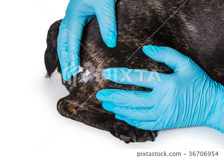veterinarian treats skin disease of a dog 36706954