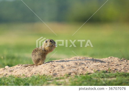 European ground squirrel stay above the burrow European ground squirrel stay above the burrow 36707076