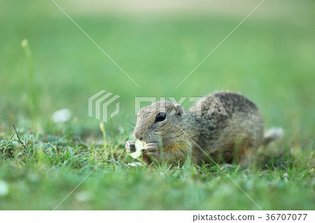 European ground squirrel - Spermophilus citellus 36707077