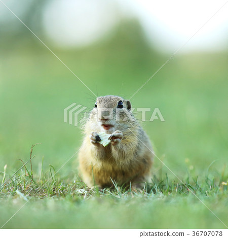 European souslik on meadow - Spermophilus citellus European souslik on meadow - Spermophilus citellus 36707078