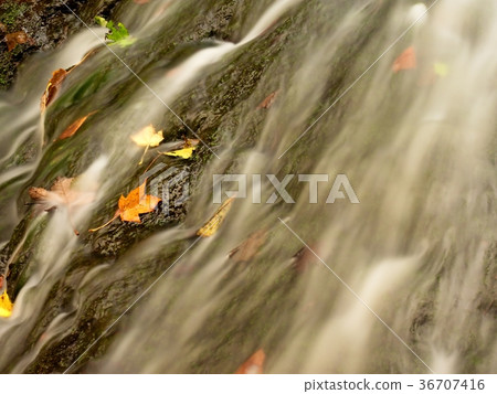 Weir in mountain stream. Colorful leaves on stones 36707416