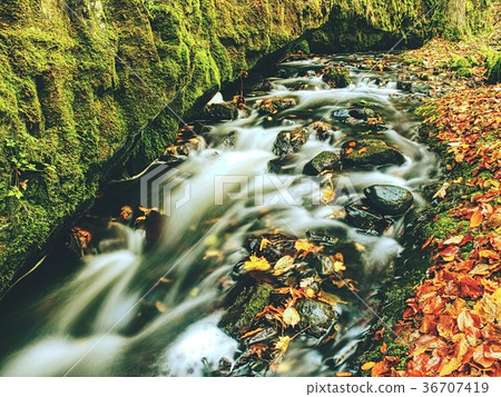 Weir in mountain stream. Colorful leaves  on stone 36707419