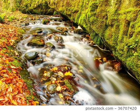 Colorful leaves caught in river, autumn colors 36707420