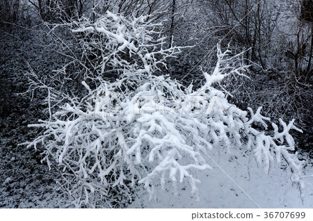 Tree after snowfall in winter. Tree after snowfall in winter. 36707699
