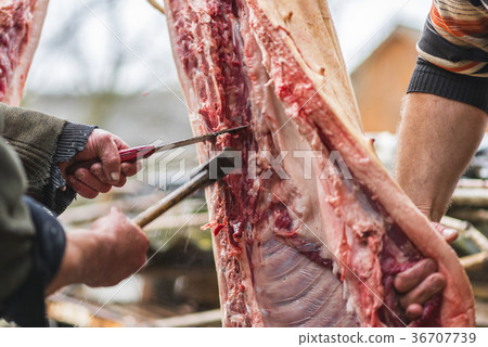 Two butchers cutting pig carcass, Ukraine 36707739
