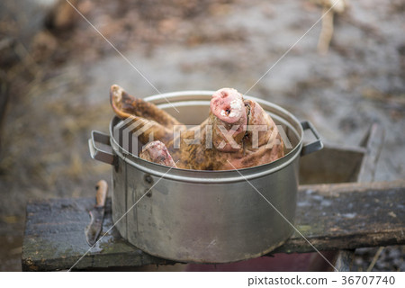 The pork head is in the pan, beheading, Ukraine The pork head is in the pan, beheading, Ukraine 36707740