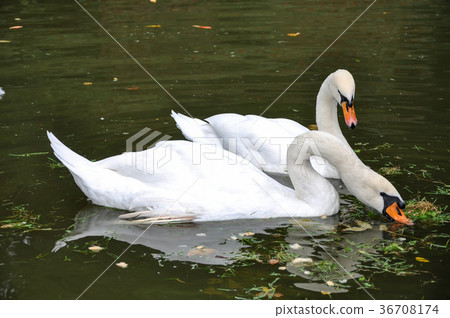 White swans floats in the pond 36708174