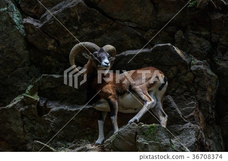 the mouflon (Ovis musimon). Parc de Merlet, France 36708374