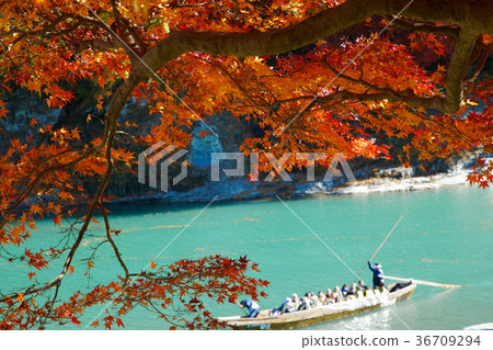 長島和長崎的楓葉的秋葉落下 36709294