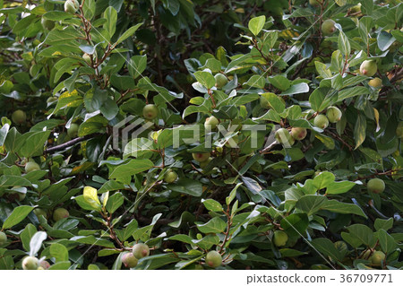 Great thrush 36709771