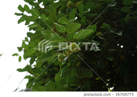 大板 大板 36709775