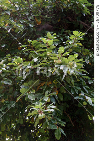 Great thrush 36709778