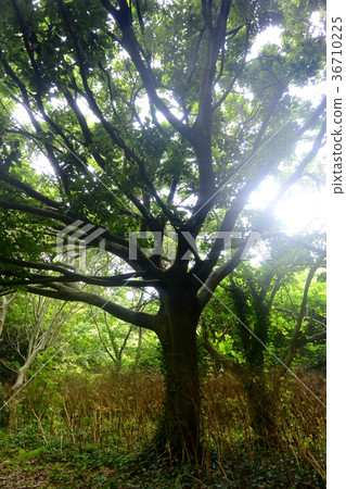 Big Tree Forest in Tobishima 36710225