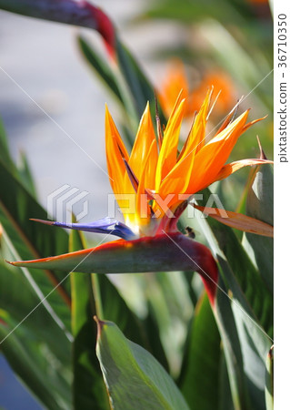 Strelitia (paradise bouquet) 36710350