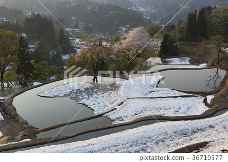Shimei cherry blossoms and snow covered rice terraces 36710577