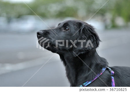 一隻狗 36710825