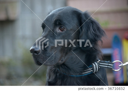 一隻狗 一隻狗 36710832