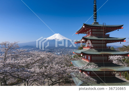 Niikura Fuji Asama Shrine in full bloom and Mt. Fuji covered with snow Niikura Fuji Asama Shrine in full bloom and Mt. Fuji covered with snow 36710865