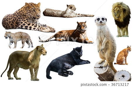 Set of African predators isolated over white 36713217
