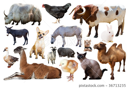 collection farm animals 36713235