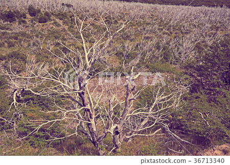 Woodland views 36713340