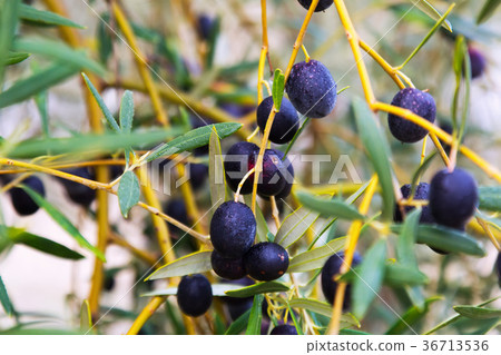 Closeup of black olives plan Closeup of black olives plan 36713536