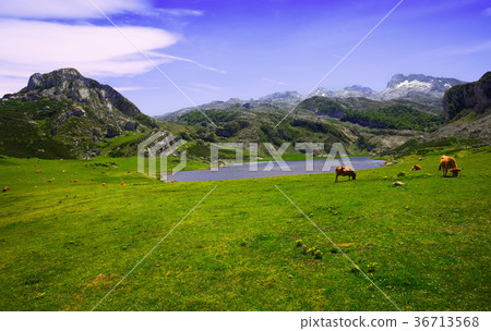 Summer landscape with lake 36713568