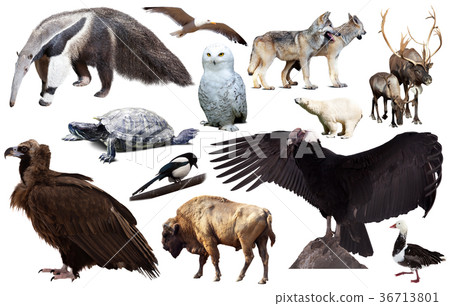 american animals isolated on white 36713801