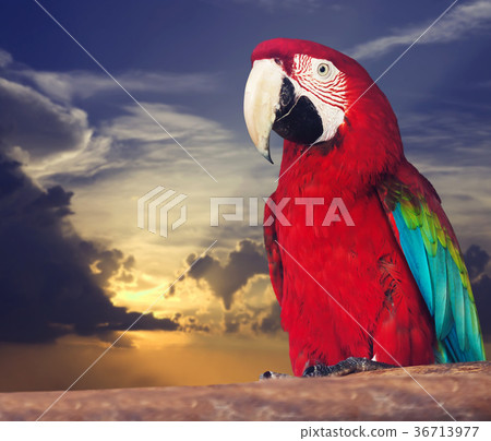 Portrait of single red macaw papagay 36713977