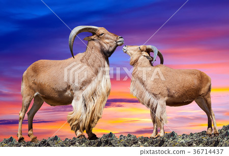 couple of sheeps 36714437