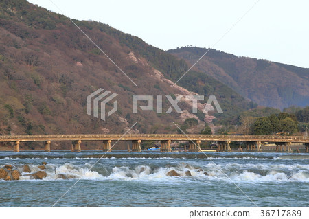 Cherry blossoms at Arashiyama and Togetsu bridge 36717889