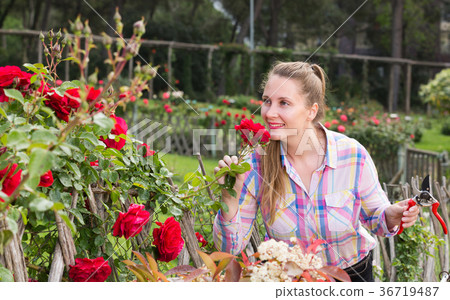young woman with long curly hair smells roses flower outdoor 36719487