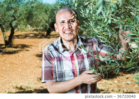 Mature man gardener standing among olive trees 36720040