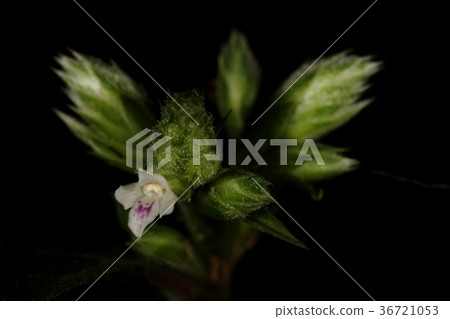 自然植物花小而可愛。我經常在沖繩的森林裡看到它 36721053