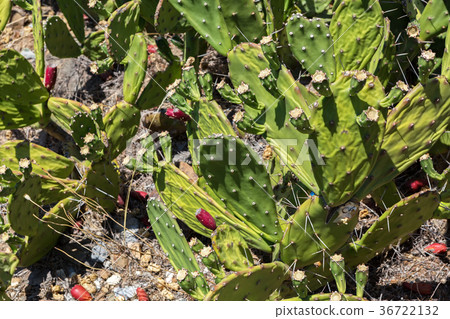 Opuntia is a genus in the cactus family. Opuntia is a genus in the cactus family. 36722132