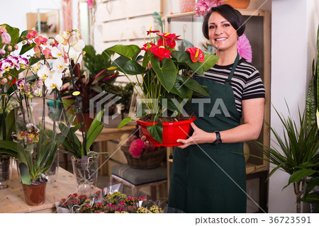 Female florist in the gardening store . 36723591