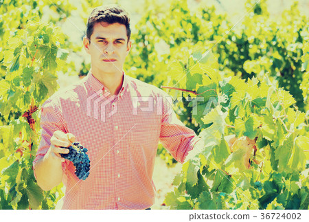 Man harvesting ripe grape in farm 36724002