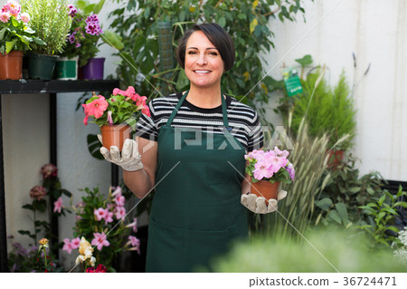 florist holding pot with flower 36724471