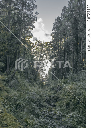 神密森林入口 36725125