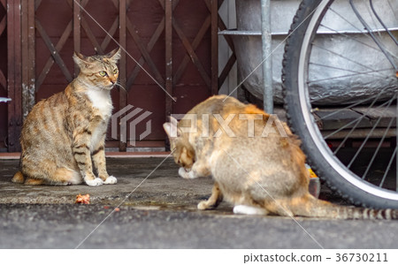 Street cat Street cat 36730211
