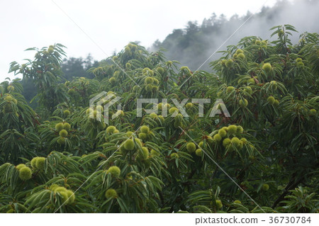 栗子樹 栗子樹 36730784