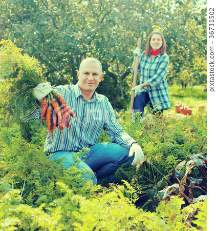 couple harvesting carrots couple harvesting carrots 36731502