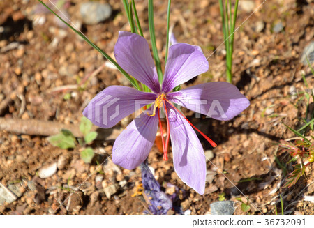 Plant: saffron iris family Plant: saffron iris family 36732091