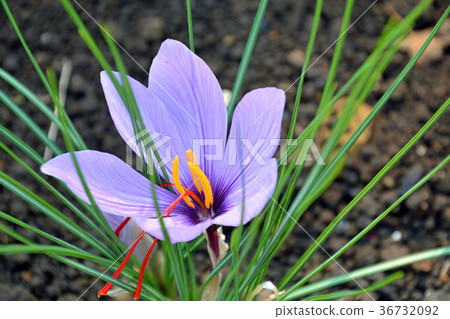 Plant: saffron iris family Plant: saffron iris family 36732092