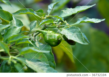 植物:Habanero nidae 植物:Habanero nidae 36732104