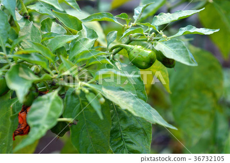 植物:Habanero nidae 植物:Habanero nidae 36732105