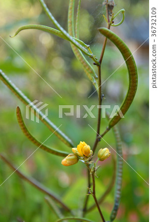 樹：鱘魚豆科植物 36732109