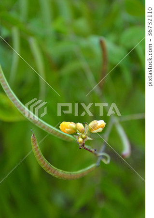 樹：鱘魚豆科植物 36732110