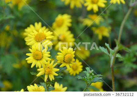 植物：白花菊 36732112